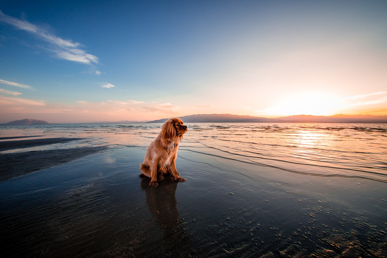 How to Train Your Dog to Follow You During Walks